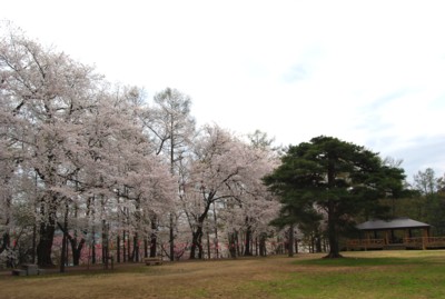 Sakura